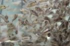 Tilapien zwischen 1cm-3cm für nur 0 65 Euro das Stk.